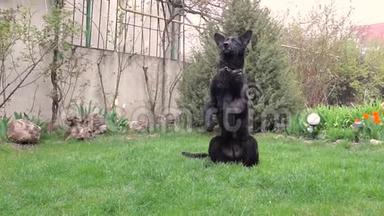 黑色的德国牧羊犬，坐在它的后腿上。
